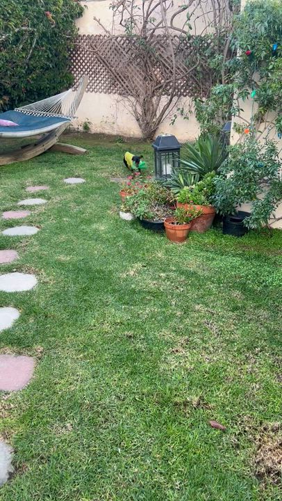 Enlarge Nacho, a ADOPTABLE Dachshund in Burbank, CA video 6/6