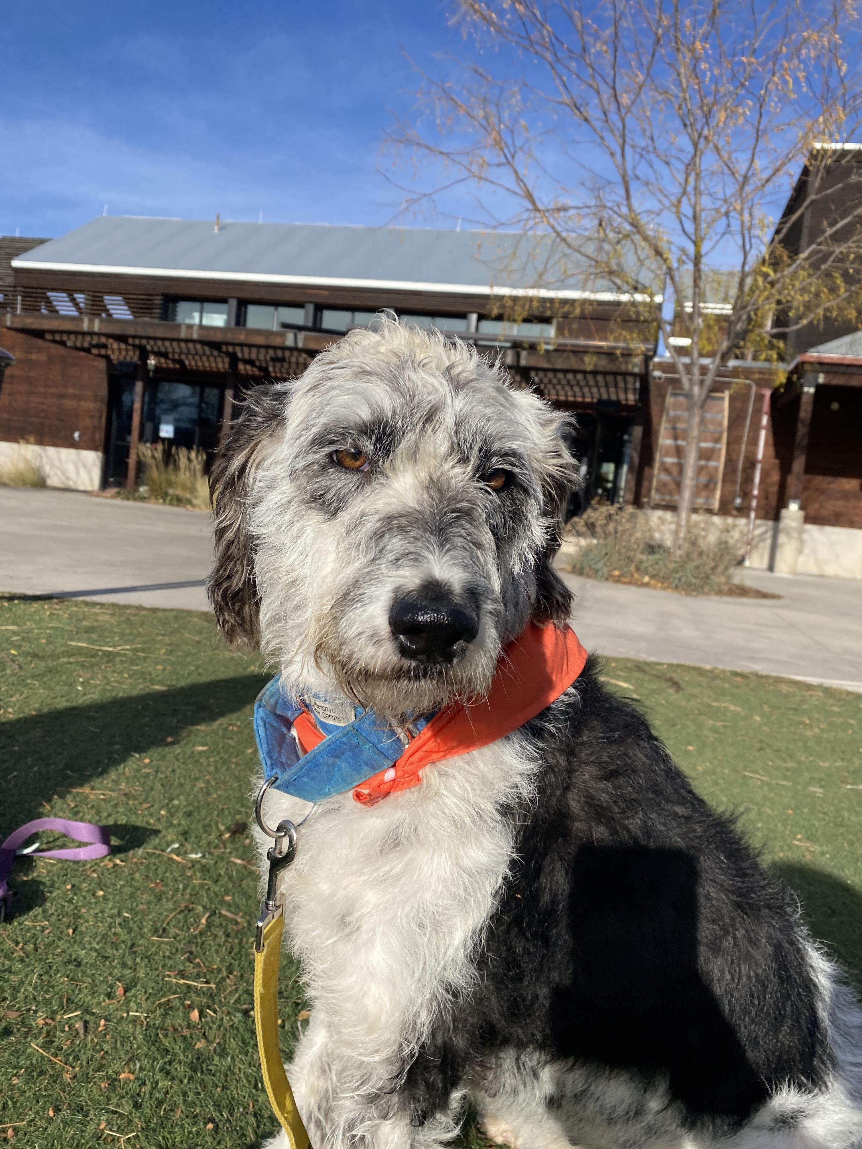 Enlarge Blossom, a Adoptable mixed breed in Windsor, CO image 1/6