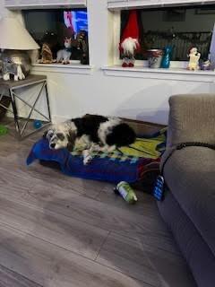 Enlarge Blossom, a Adoptable mixed breed in Windsor, CO image 2/6