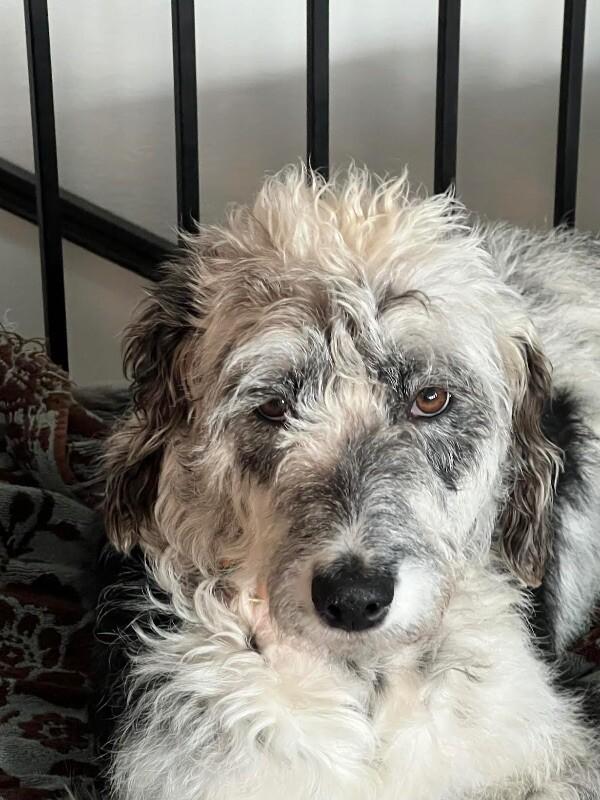 Enlarge Blossom, a Adoptable mixed breed in Windsor, CO image 5/6