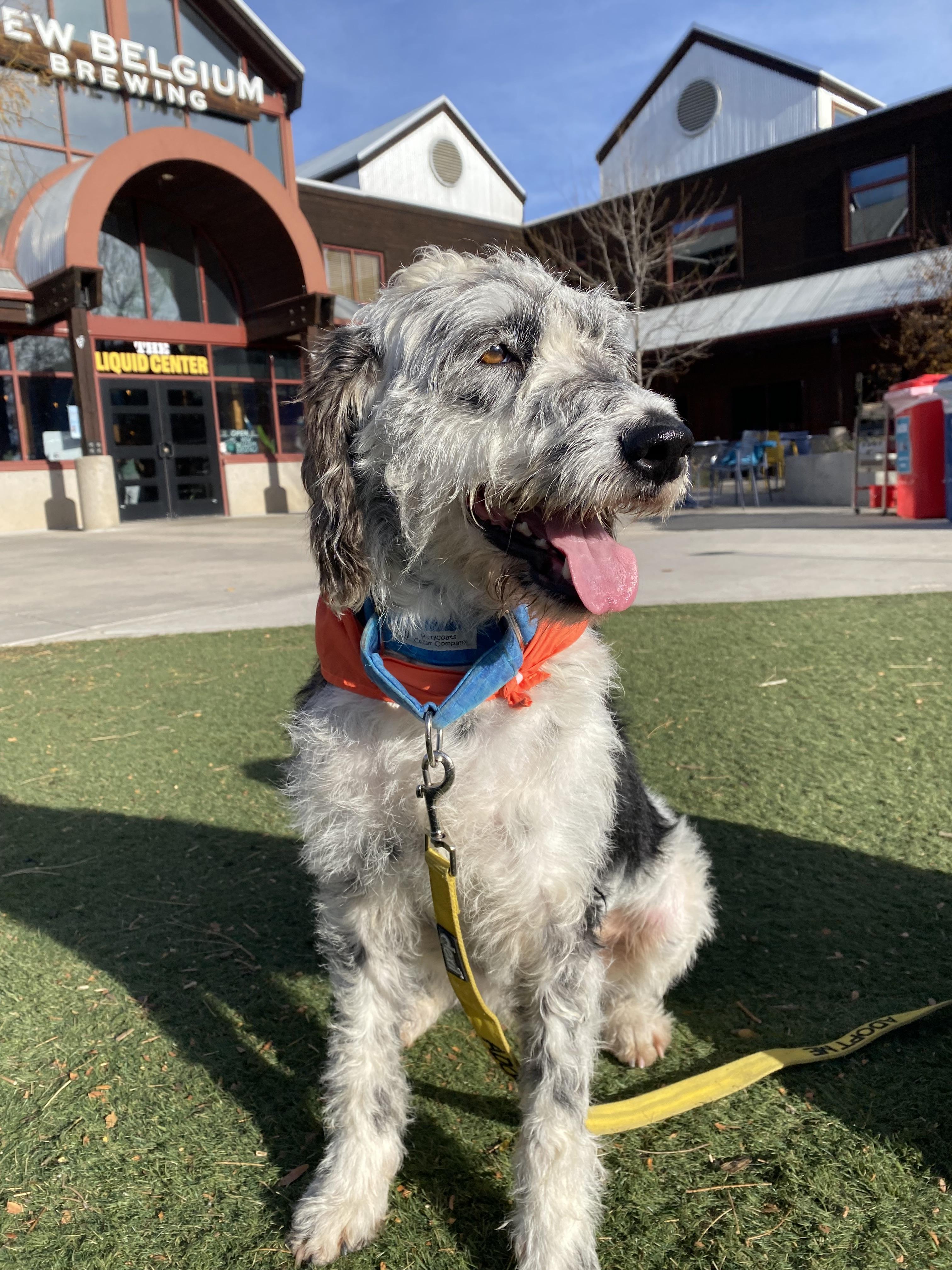 Enlarge Blossom, a Adoptable mixed breed in Windsor, CO image 6/6