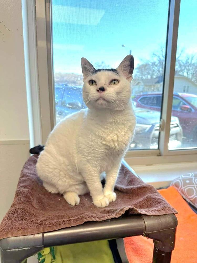 Enlarge Sakura, a Adoptable mixed breed in Mishawaka, IN image 1/6