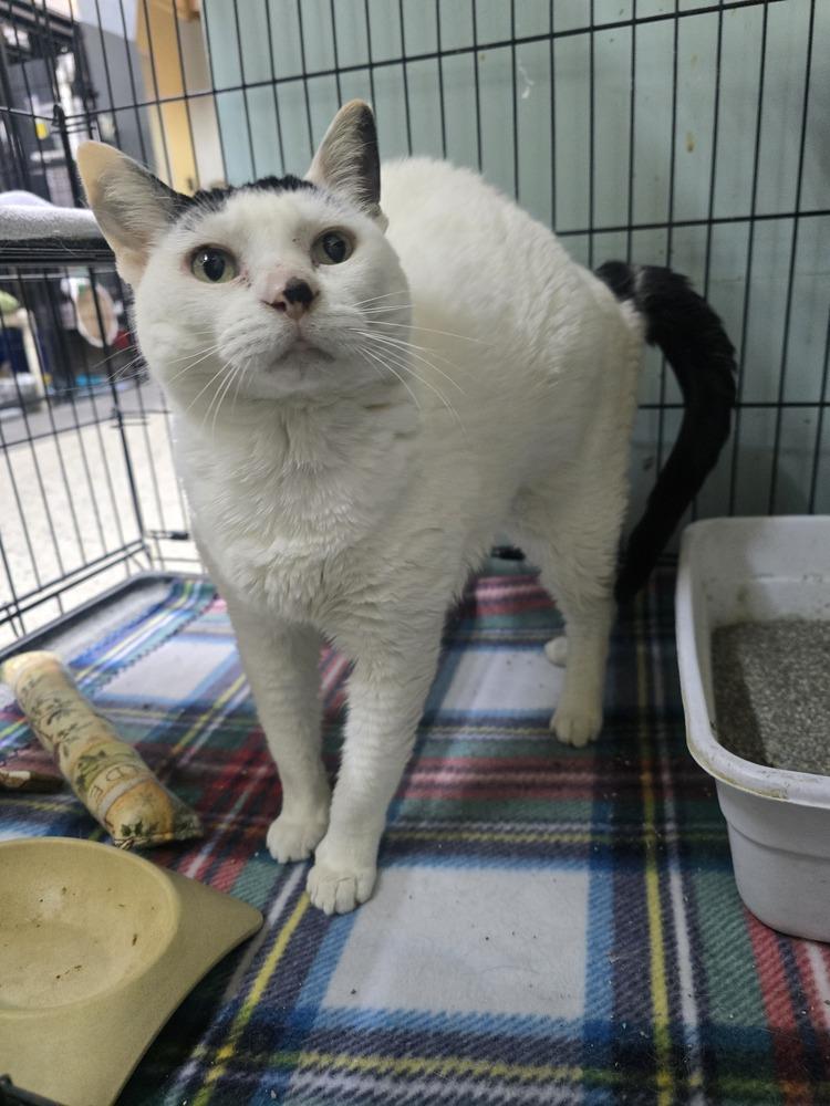 Enlarge Sakura, a Adoptable mixed breed in Mishawaka, IN image 2/6