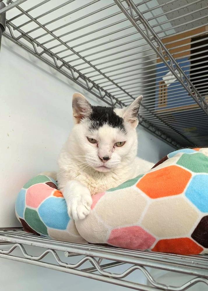 Enlarge Sakura, a Adoptable mixed breed in Mishawaka, IN image 3/6