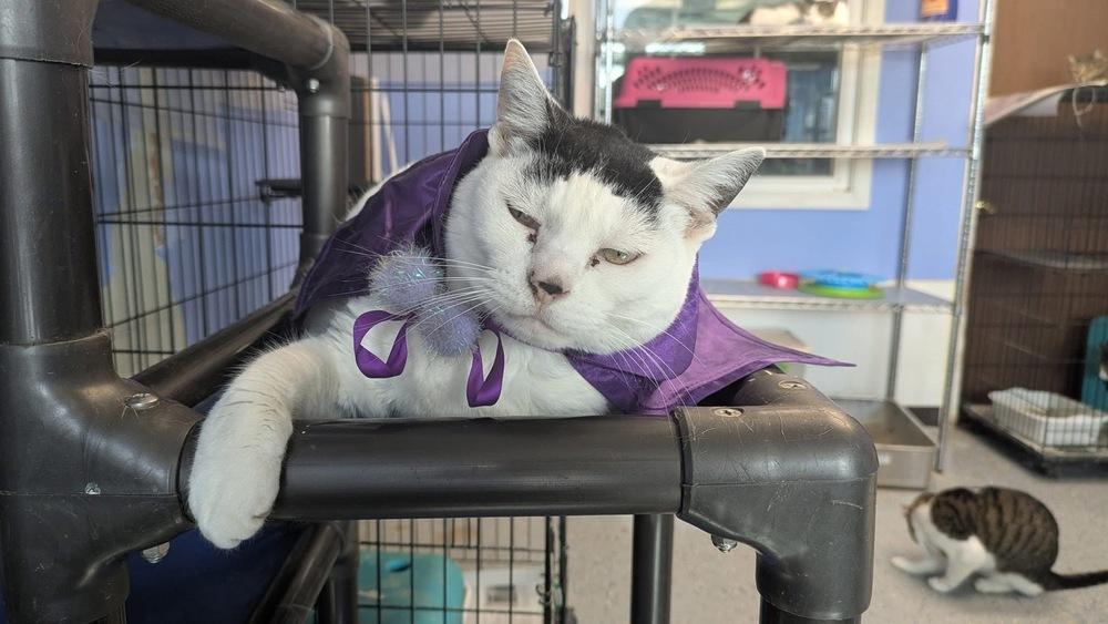 Enlarge Sakura, a Adoptable mixed breed in Mishawaka, IN image 4/6