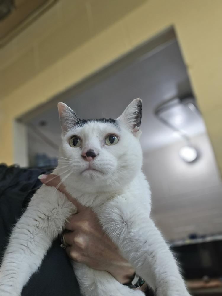 Enlarge Sakura, a Adoptable mixed breed in Mishawaka, IN image 5/6