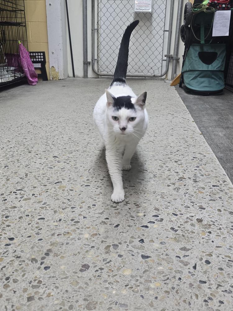 Enlarge Sakura, a Adoptable mixed breed in Mishawaka, IN image 6/6