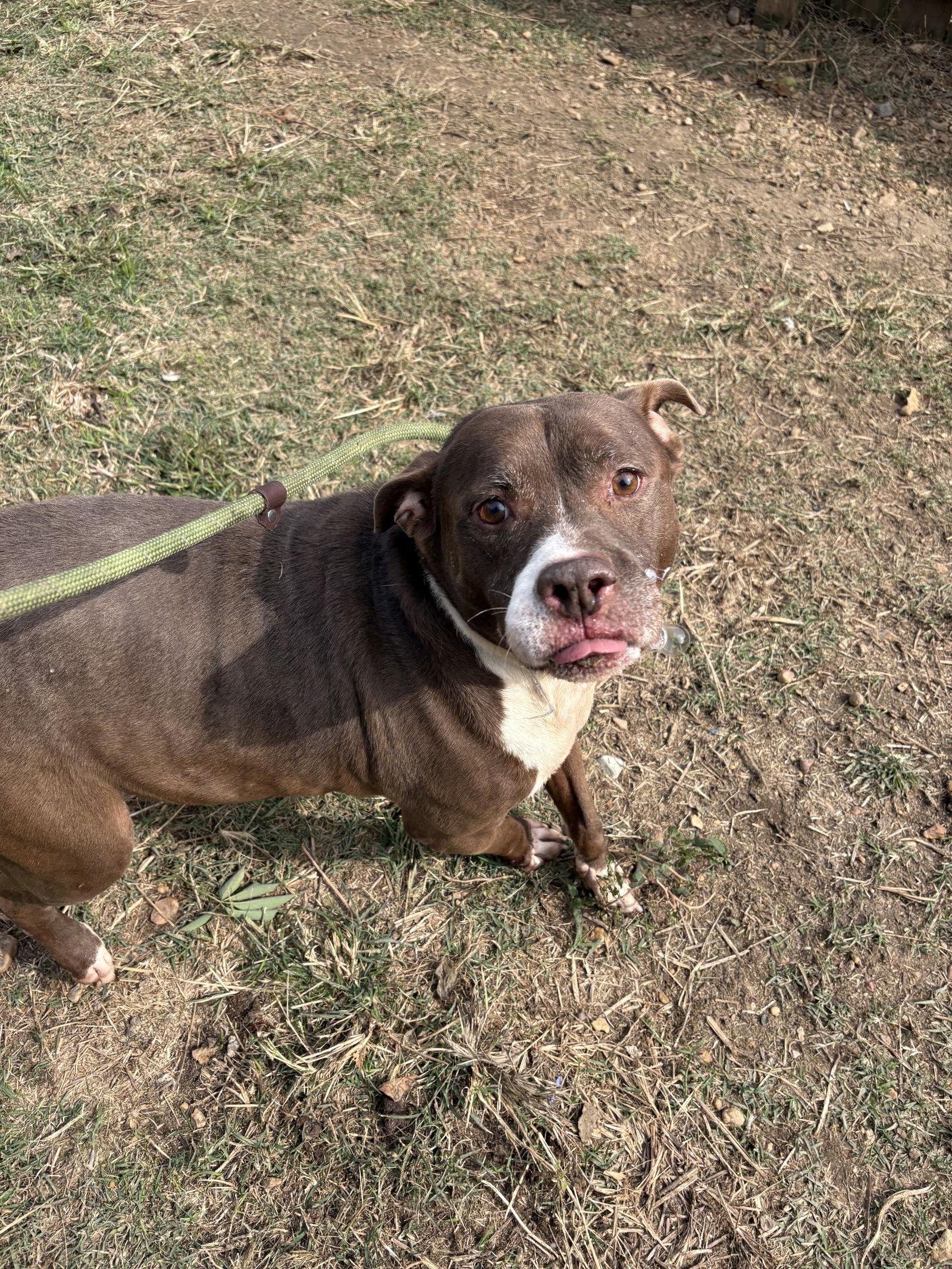 Butkus, a Adoptable American Bulldog in Jackson, MS image 1/3