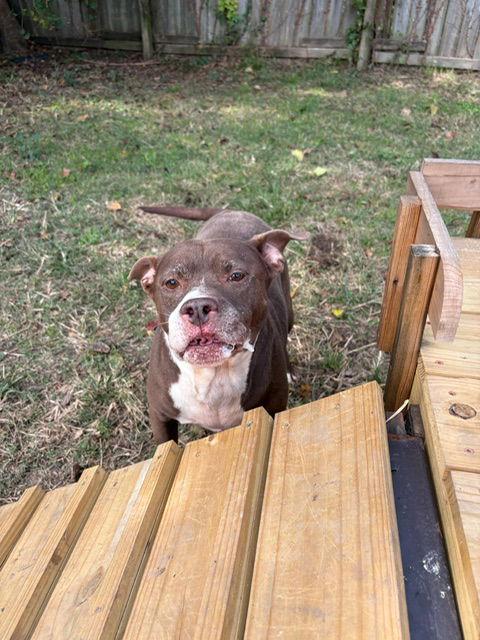 Butkus, a Adoptable American Bulldog in Jackson, MS image 2/3