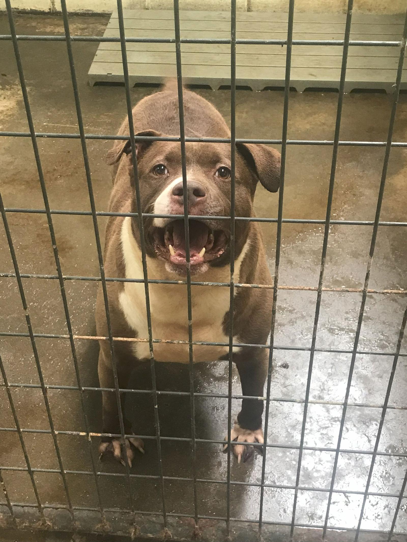 Butkus, a Adoptable American Bulldog in Jackson, MS image 3/3