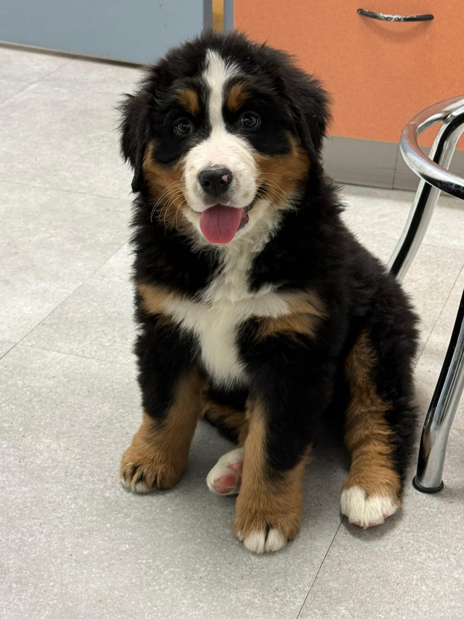 Milo “Baby Shark”, an adopted Bernese Mountain Dog in Dayton, OH image 3/4