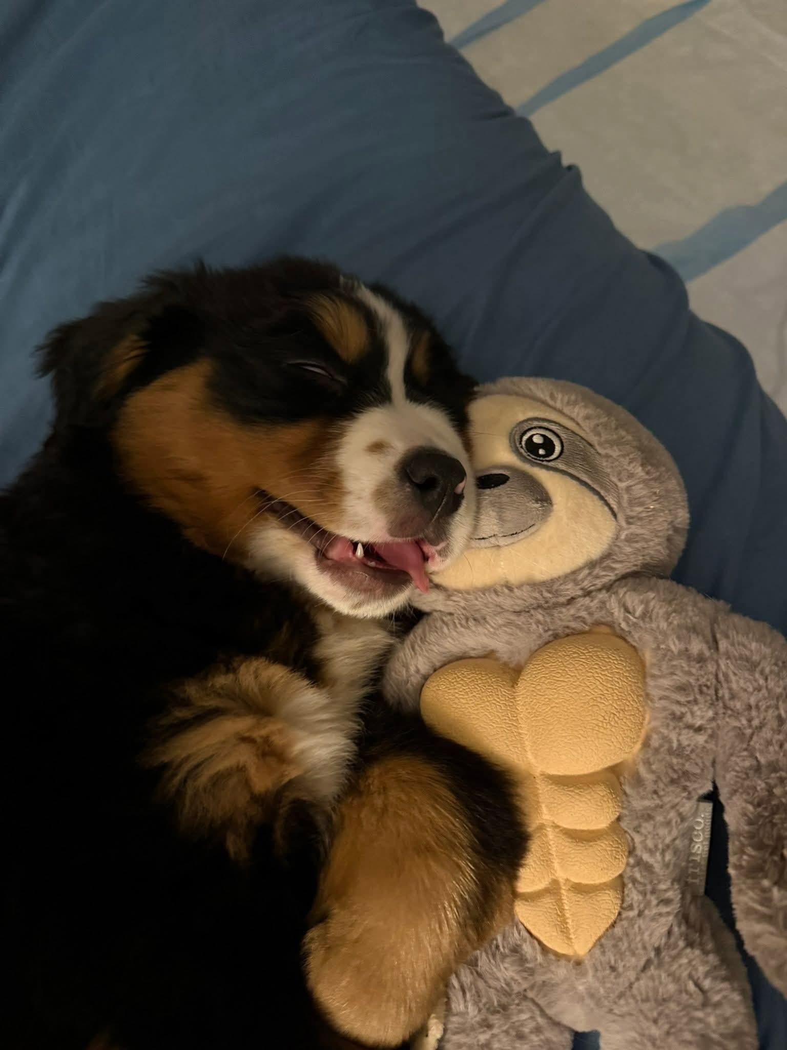 Milo “Baby Shark”, an adopted Bernese Mountain Dog in Dayton, OH image 4/4