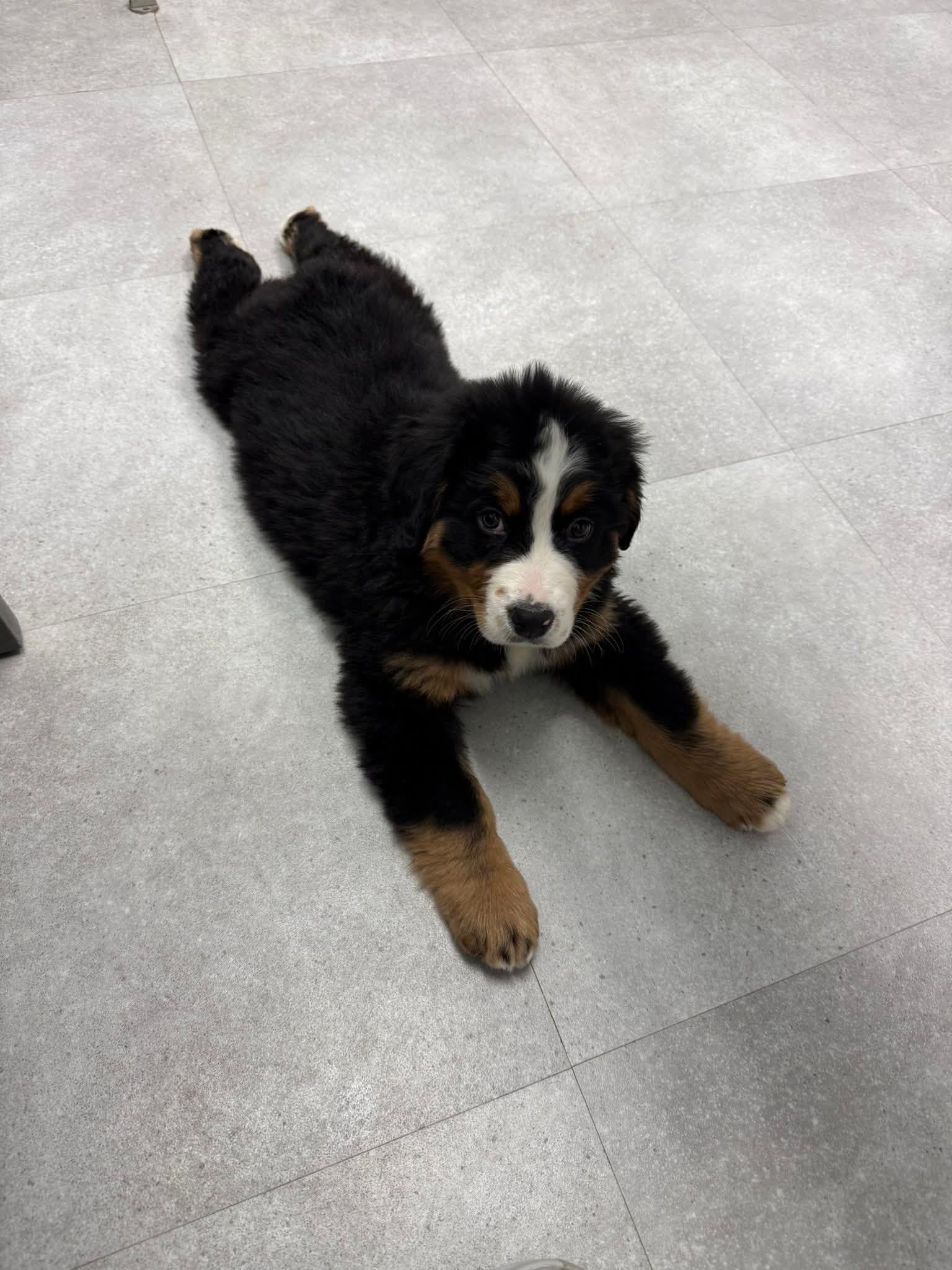 Milo “Baby Shark”, an adopted Bernese Mountain Dog in Dayton, OH image 2/4