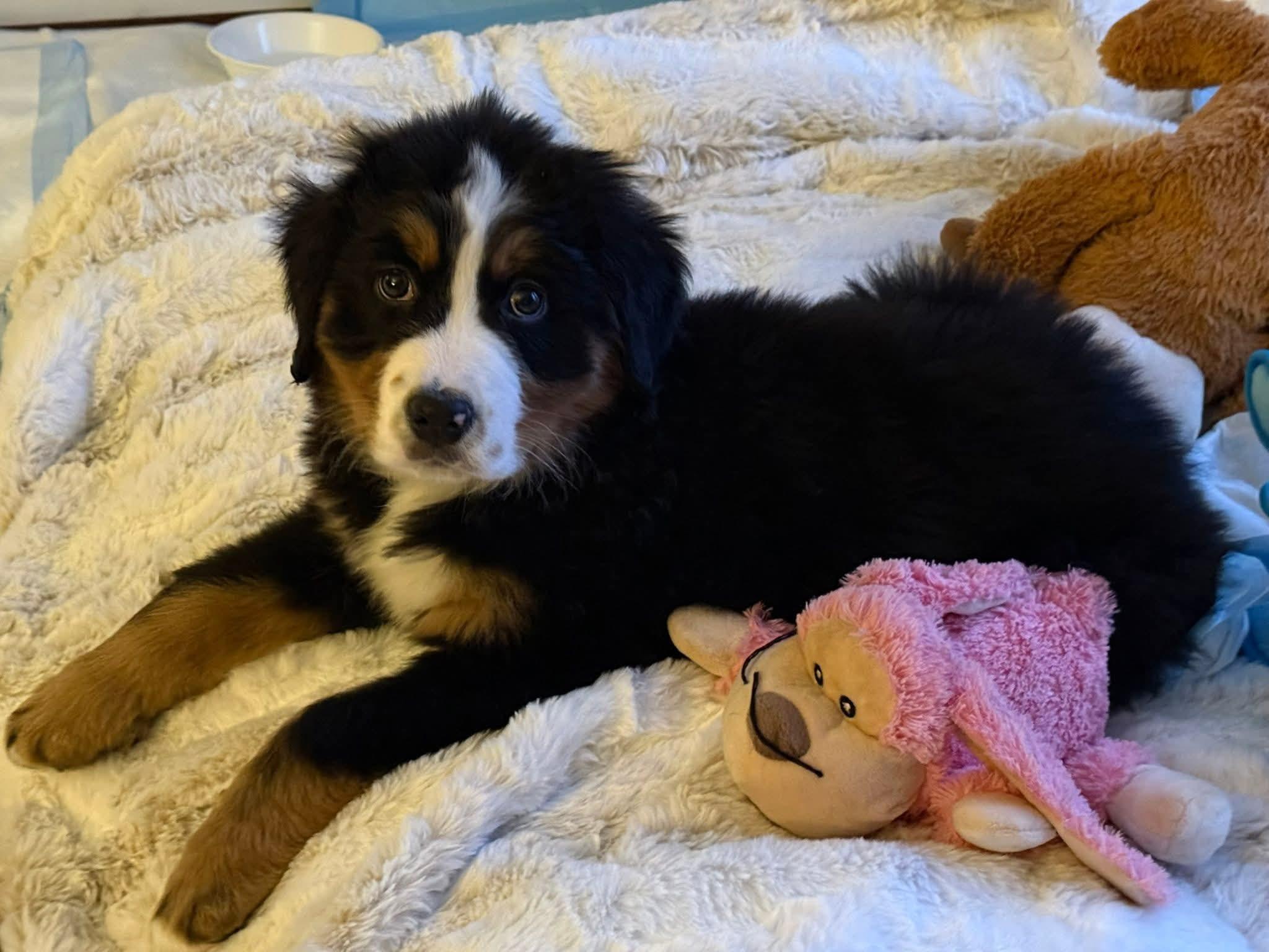 Milo “Baby Shark”, an adopted Bernese Mountain Dog in Dayton, OH image 1/4