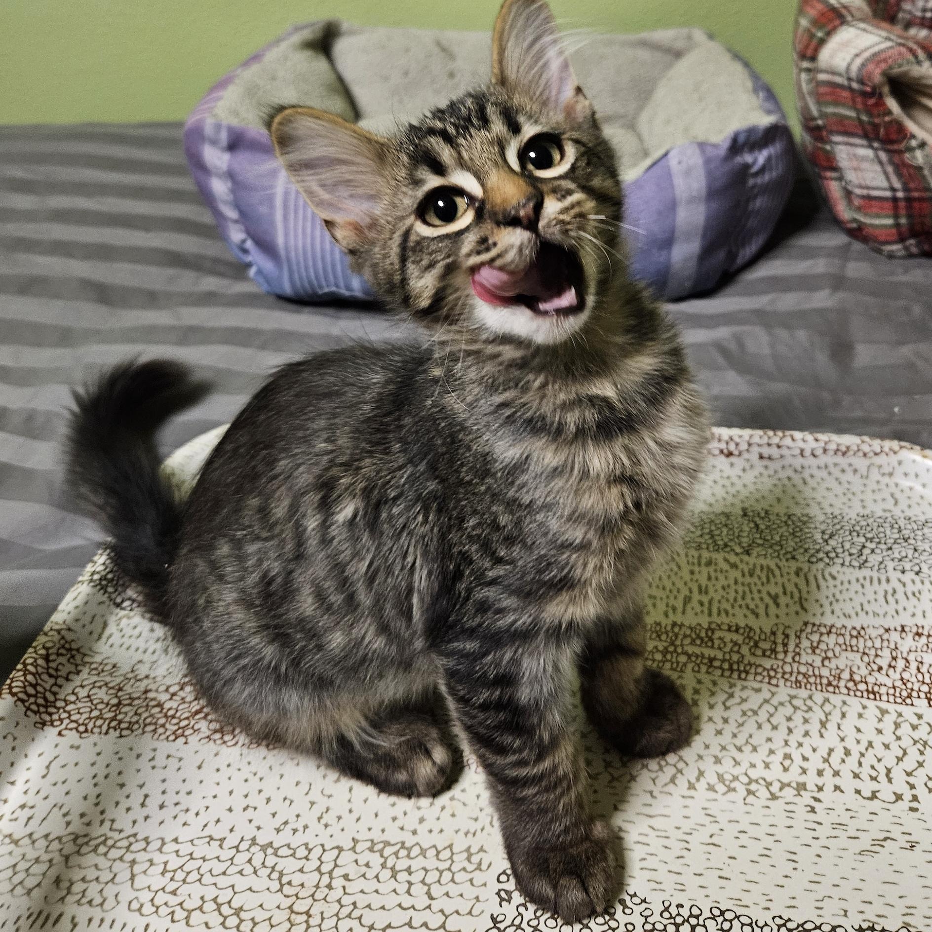 Enlarge Wolfie, an adopted Domestic Medium Hair in Owatonna, MN image 1/2