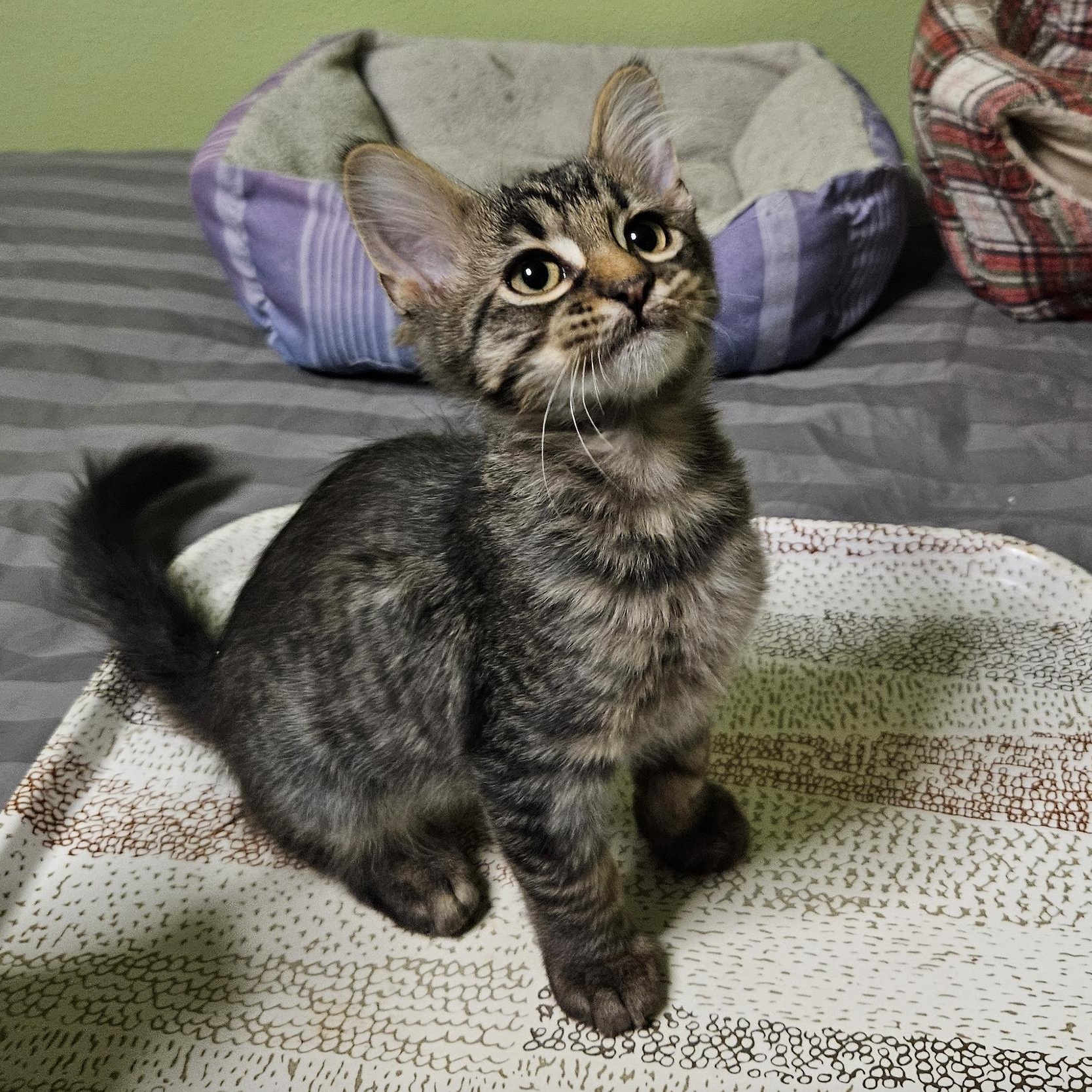 Enlarge Wolfie, an adopted Domestic Medium Hair in Owatonna, MN image 2/2