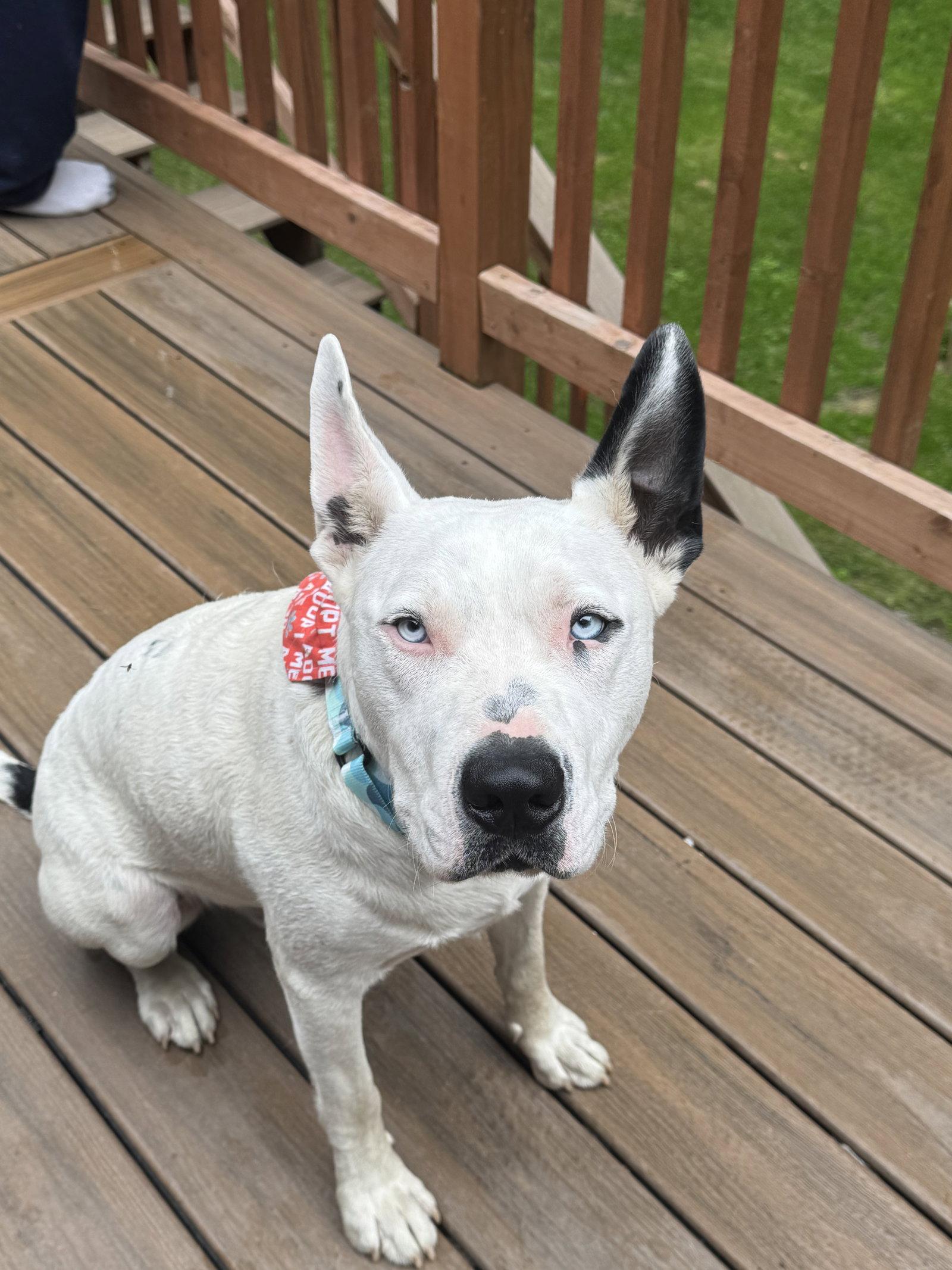 Paco, Adopted, Adult Male American Bulldog.