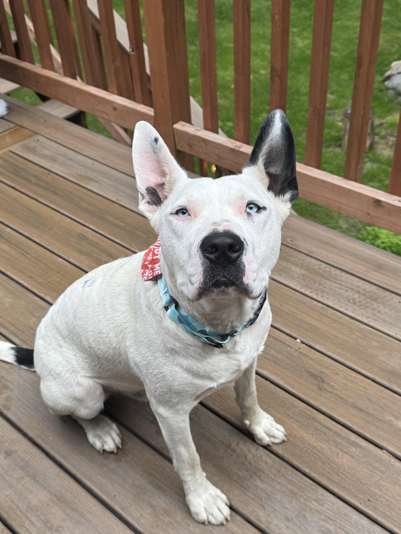 Enlarge Paco, a Adopted American Bulldog in Anchorage, AK image 2/3