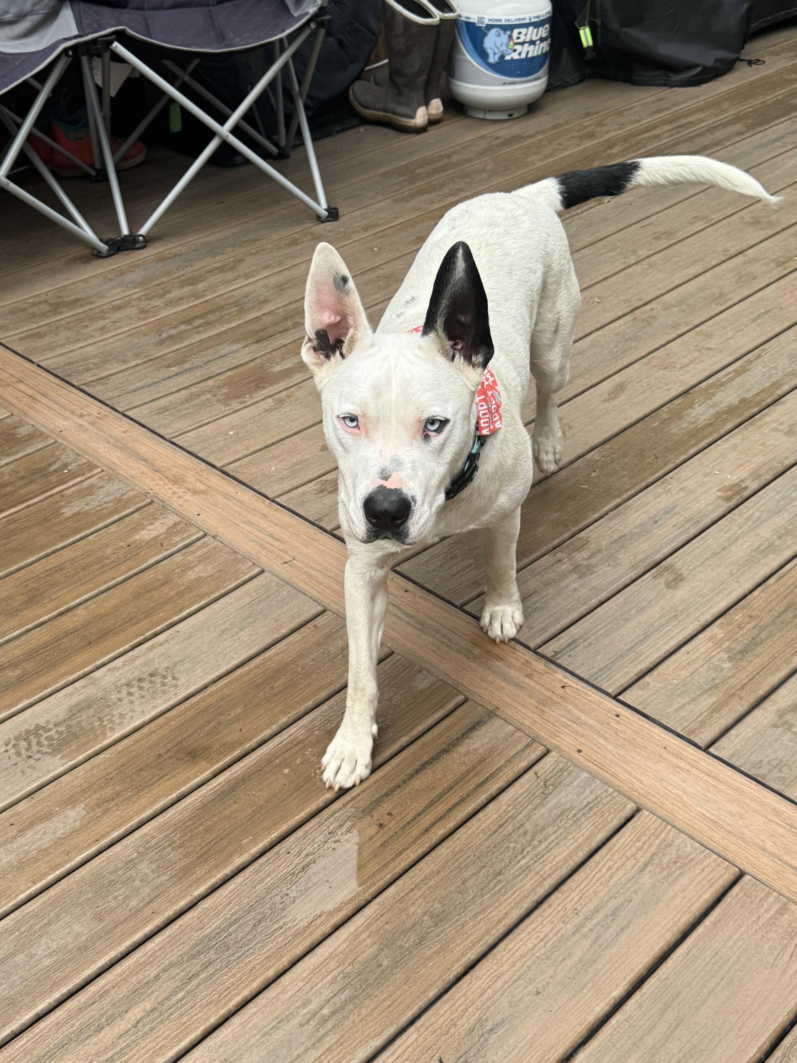 Enlarge Paco, a Adopted American Bulldog in Anchorage, AK image 3/3
