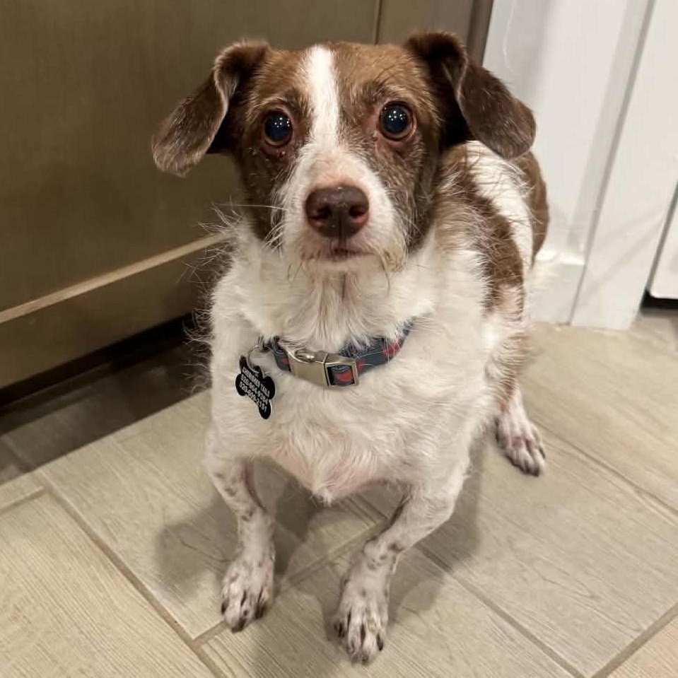 Cocoa, an adopted mixed breed in Marana, AZ image 3/4