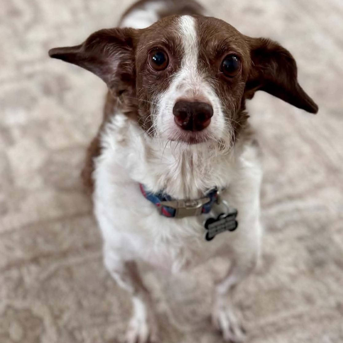 Cocoa, adopted, Adult Female Jack Russell Terrier & Dachshund.