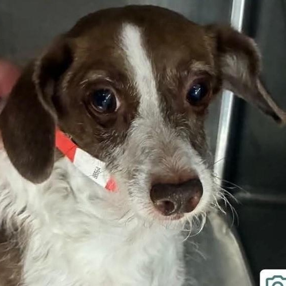 Cocoa, an adopted mixed breed in Marana, AZ image 2/4