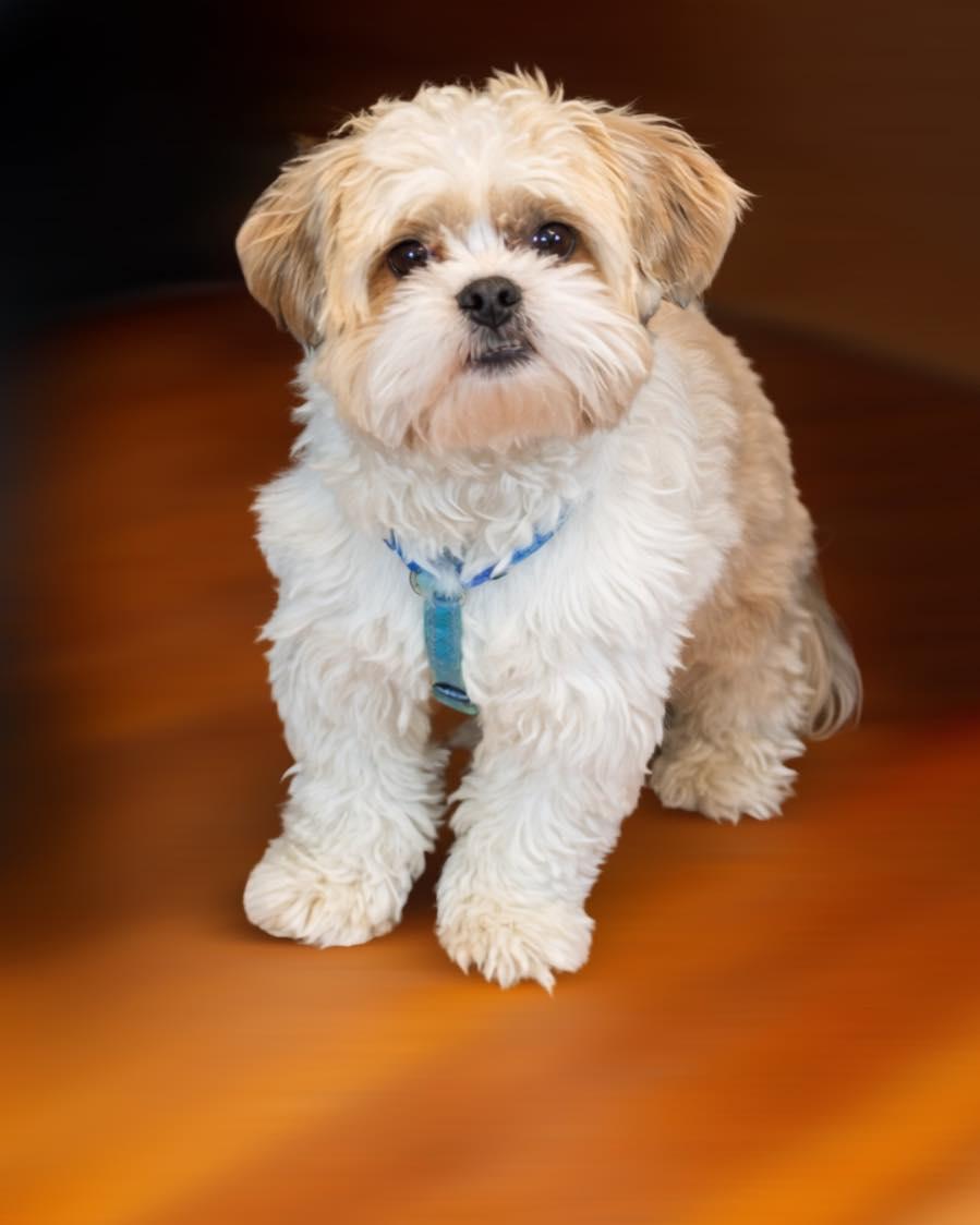 Enlarge Bear, a ADOPTABLE mixed breed in Brunswick, ME image 1/1