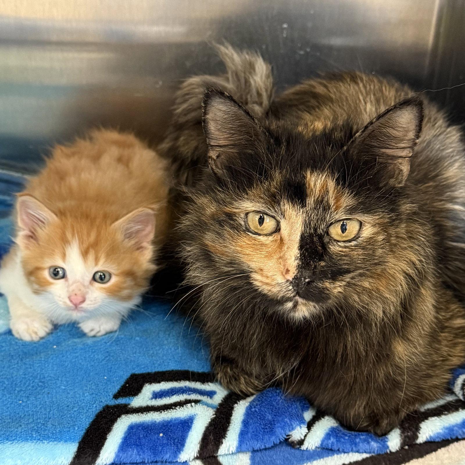 Bumble & Honeybell, a Adoptable mixed breed in Winchendon, MA image 1/3