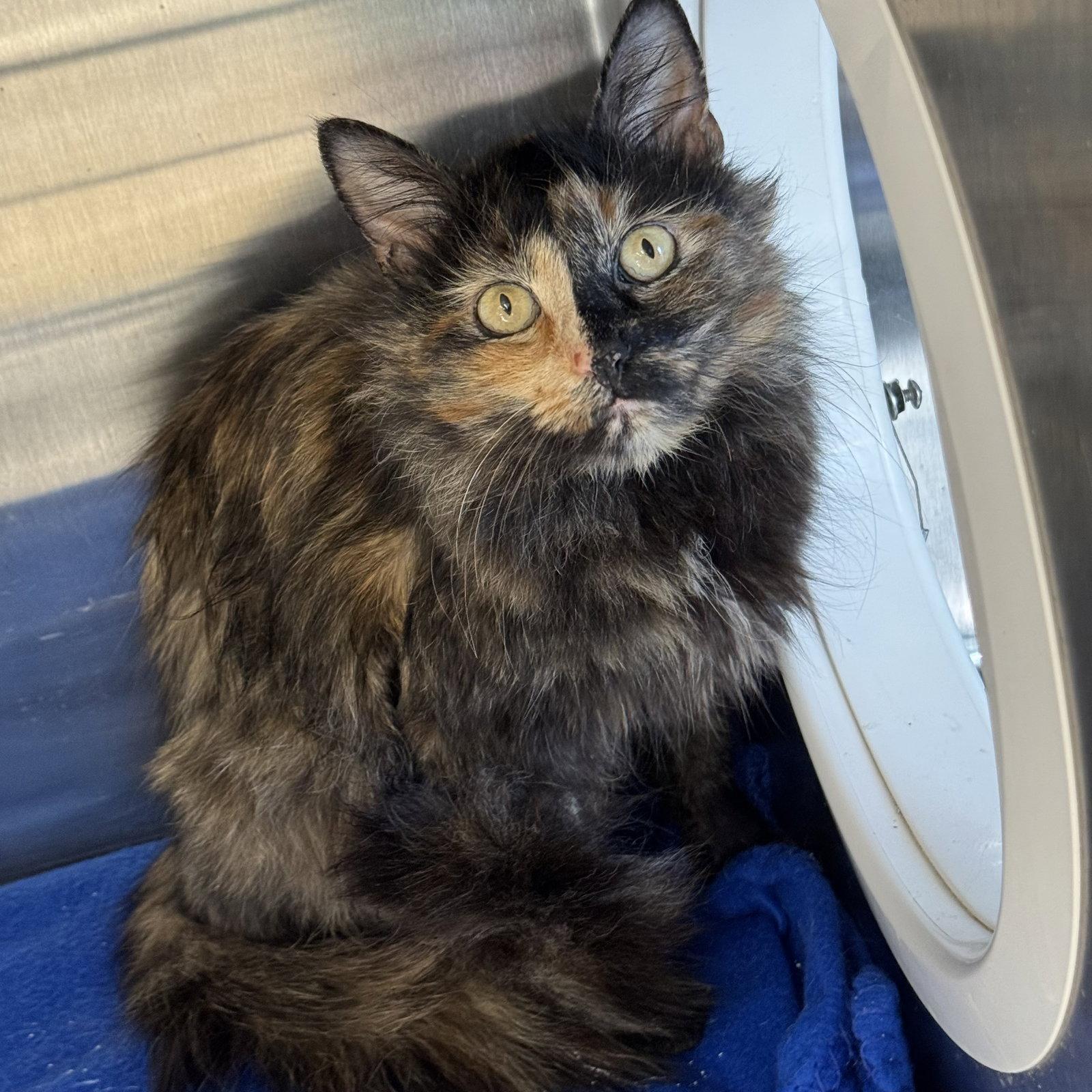 Bumble & Honeybell, a Adoptable mixed breed in Winchendon, MA image 2/3