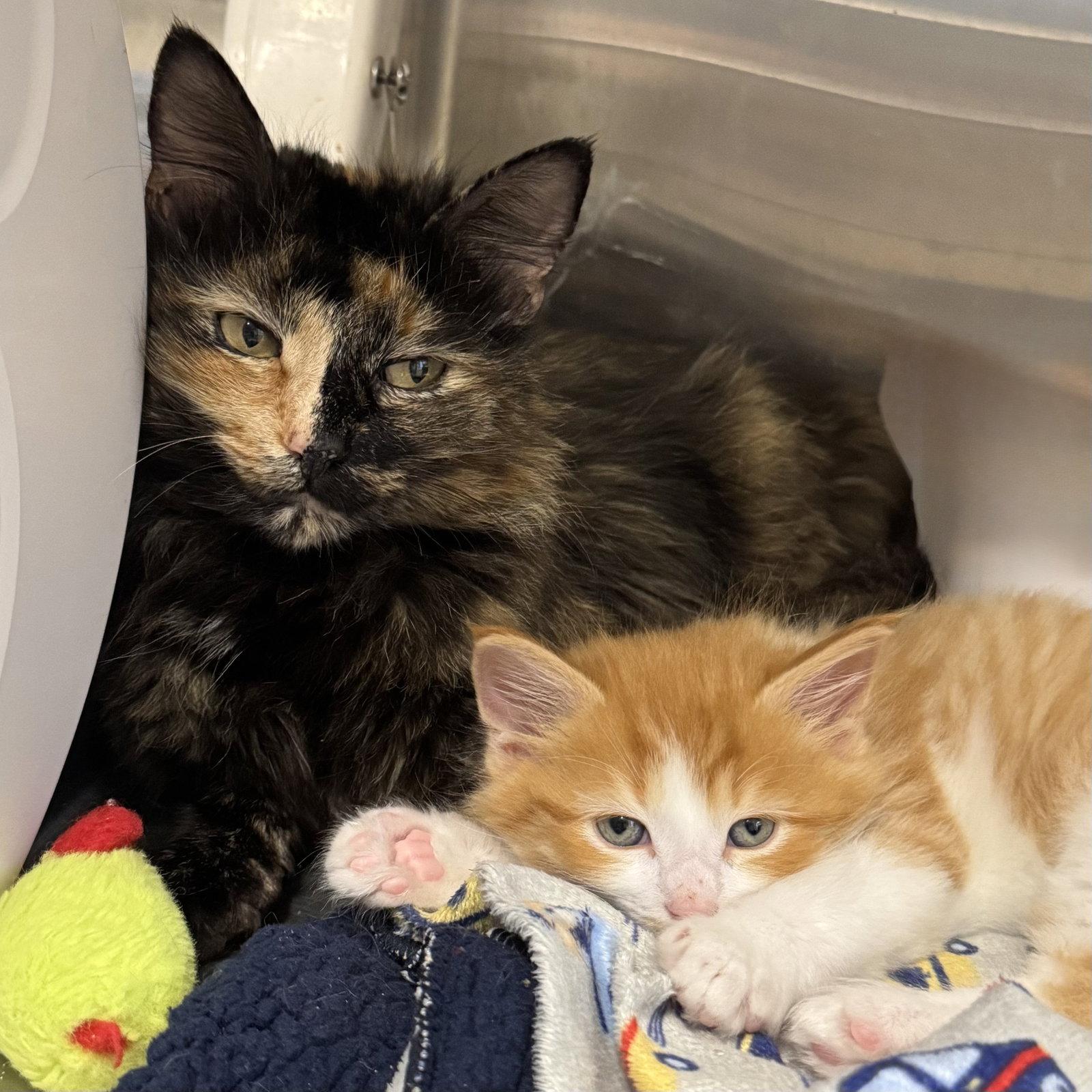 Bumble & Honeybell, a Adoptable mixed breed in Winchendon, MA image 3/3