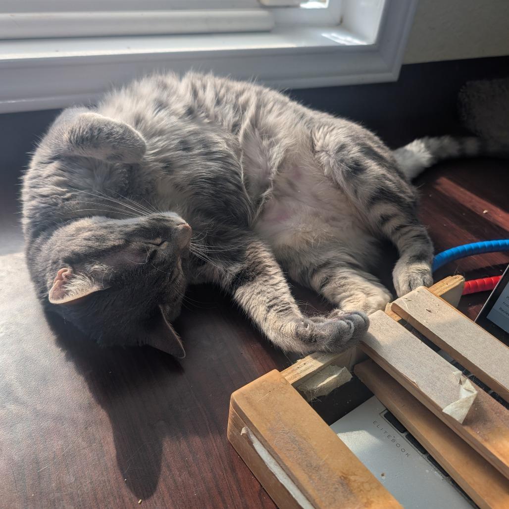 Ruth, Adoptable, Adult Female Domestic Short Hair.