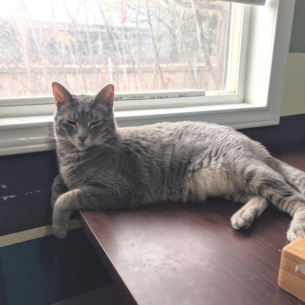 Enlarge Ruth, a Adoptable mixed breed in Bulverde, TX image 2/6