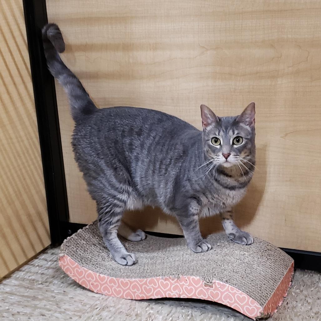 Enlarge Ruth, a Adoptable mixed breed in Bulverde, TX image 3/6