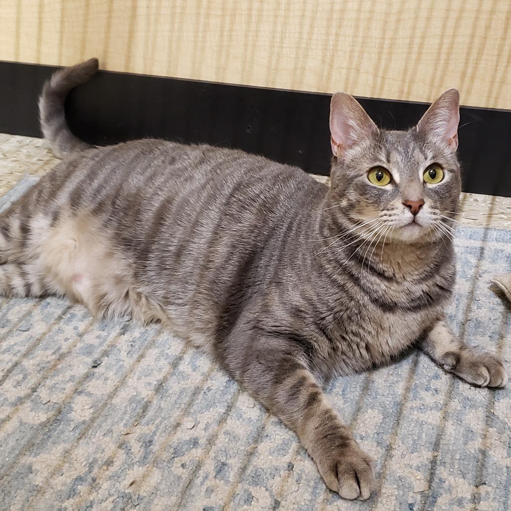 Enlarge Ruth, a Adoptable mixed breed in Bulverde, TX image 4/6