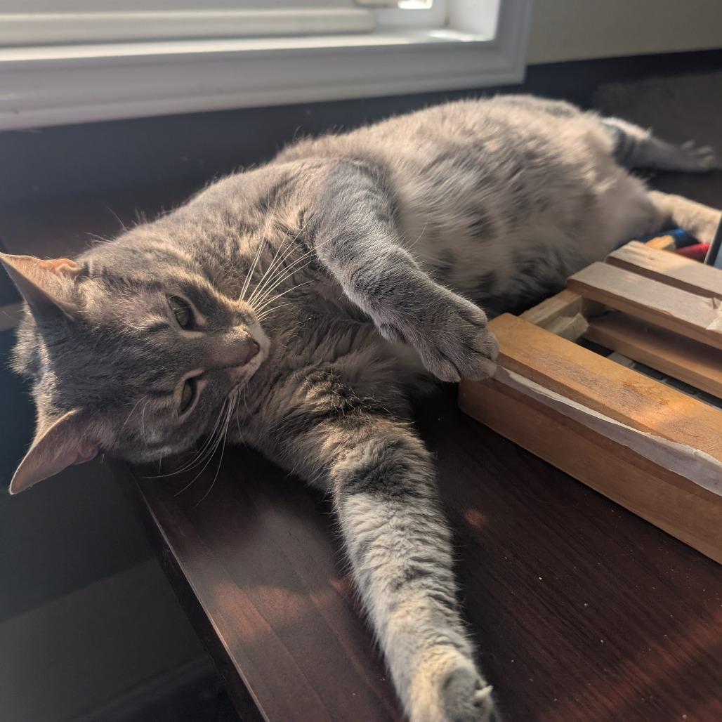 Enlarge Ruth, a Adoptable mixed breed in Bulverde, TX image 5/6