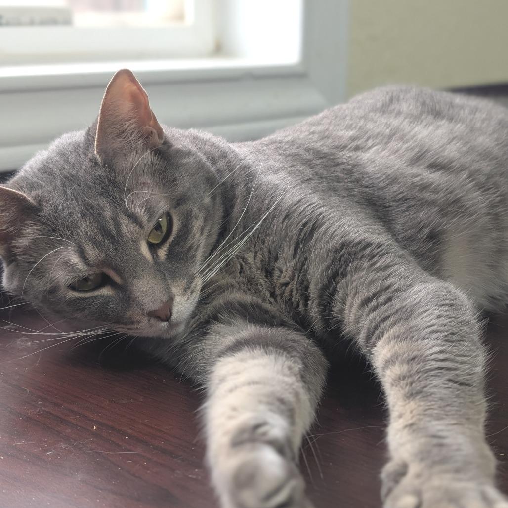 Enlarge Ruth, a Adoptable mixed breed in Bulverde, TX image 6/6