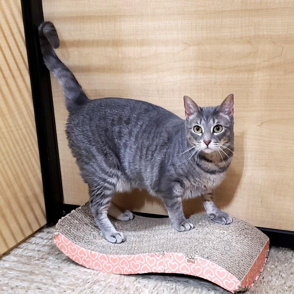 Enlarge Ruth, a Adoptable mixed breed in Bulverde, TX image 6/6