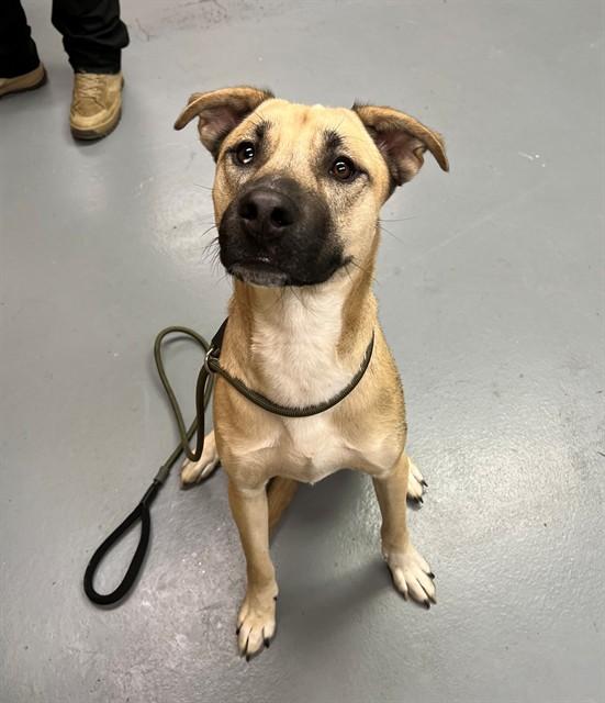 Enlarge Zuri, a ADOPTABLE mixed breed in Phoenix, OR image 1/1