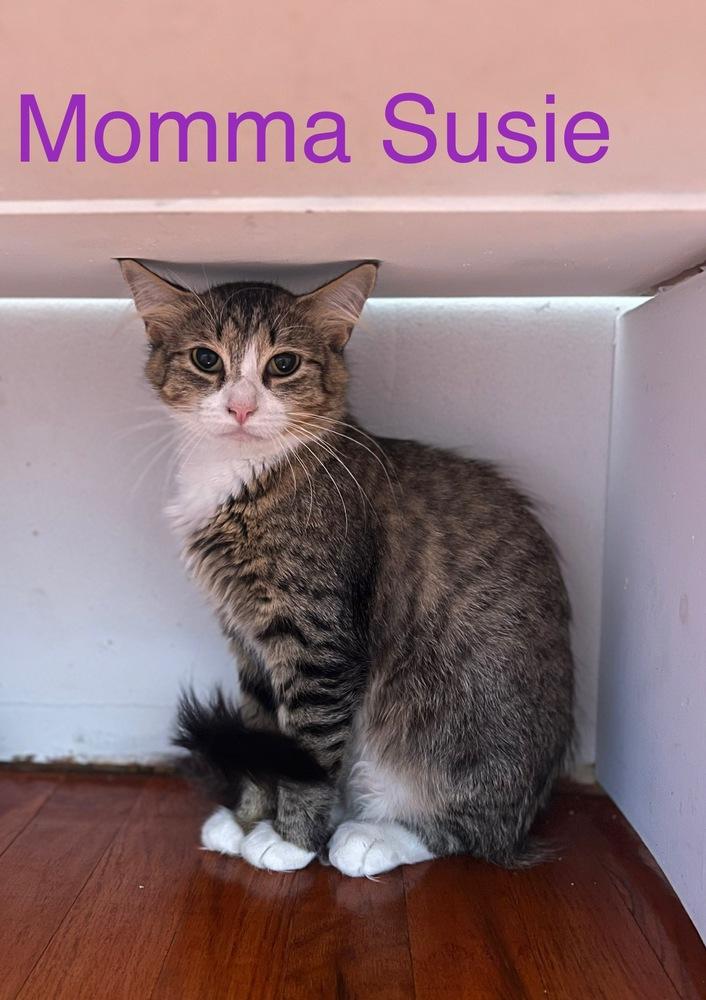 Susie, Adoptable, Adult Female Domestic Short Hair.