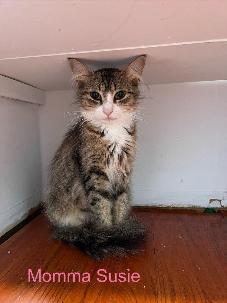 Enlarge Susie, a Adoptable Domestic Short Hair in Clinton Township, MI image 2/2