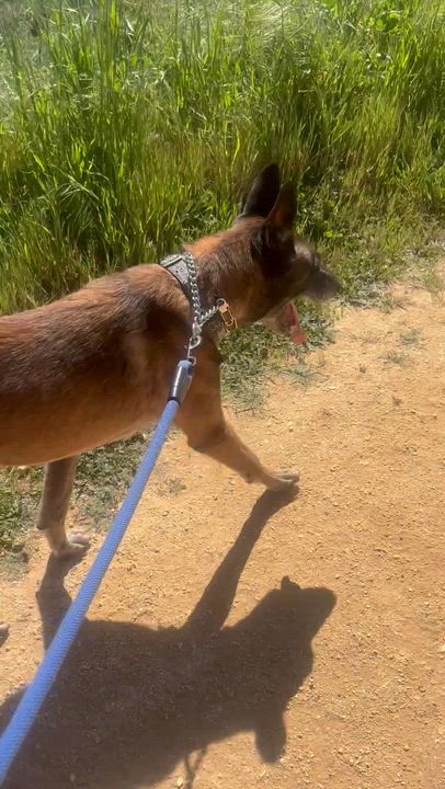 Enlarge Oso, a Adoptable Belgian Shepherd / Malinois in oriskany, NY video 6/6