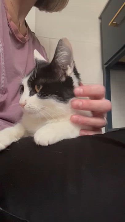 Enlarge Olivia, a Adoptable Domestic Short Hair in South Ozone Park, NY video 3/3