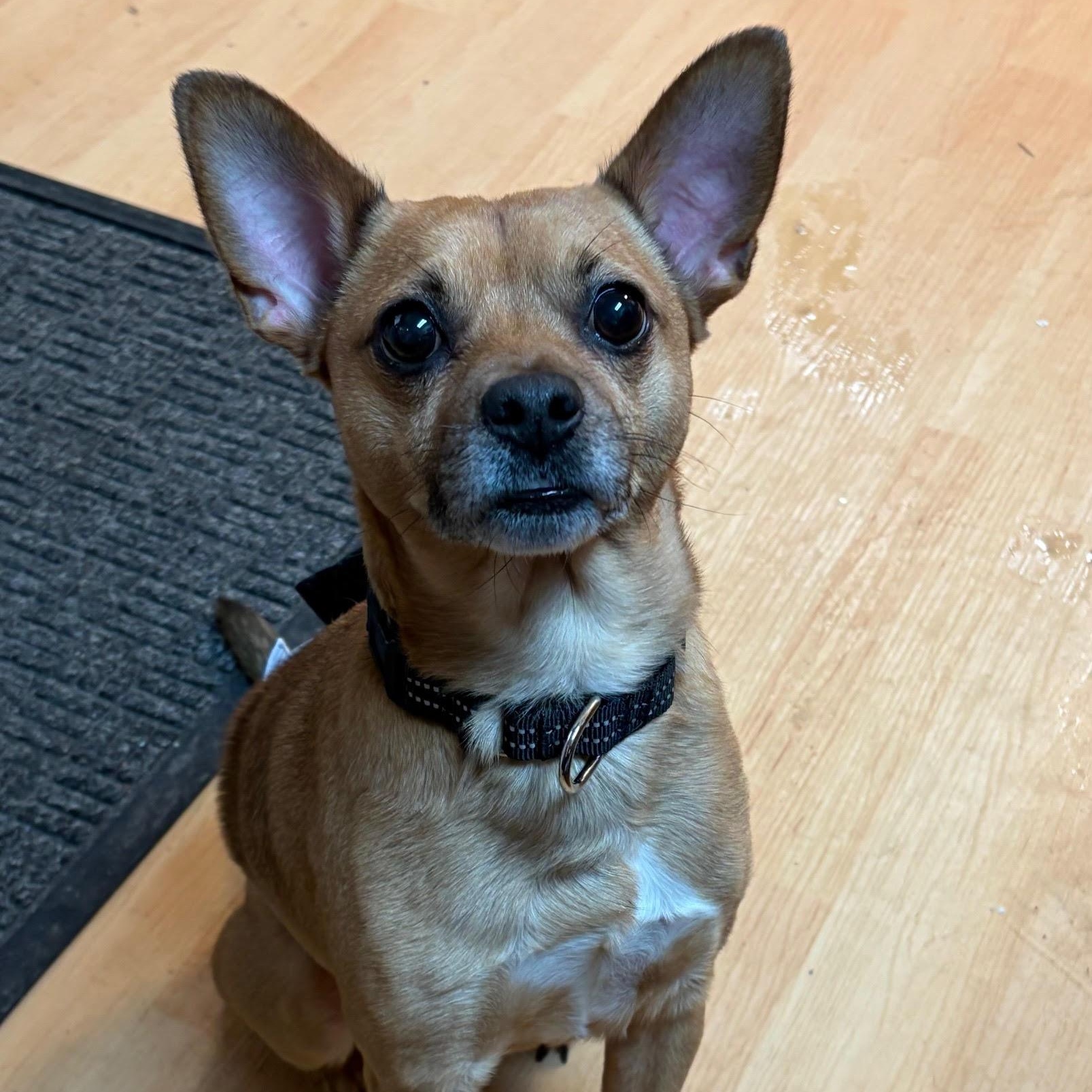 Enlarge Milo, a ADOPTABLE mixed breed in Washington, PA image 1/1