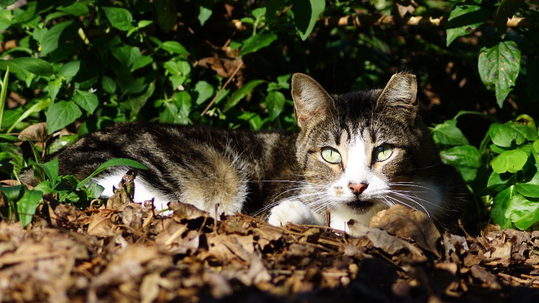 Swirls, a Adoptable Domestic Short Hair in Spring, TX image 1/4