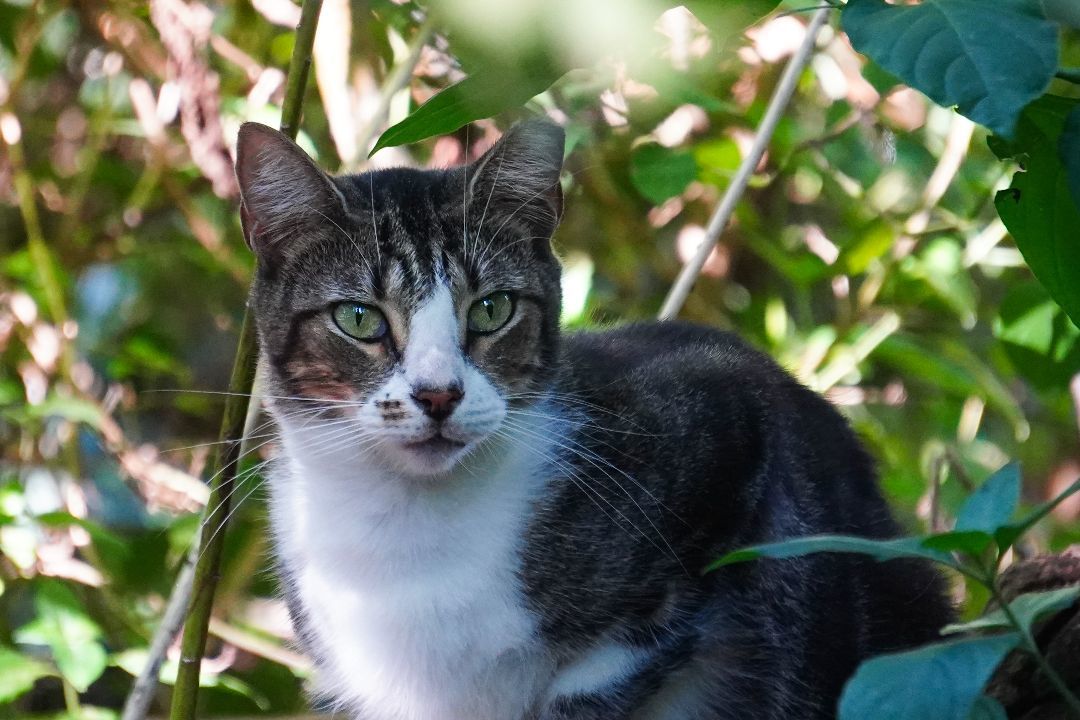 Swirls, a Adoptable Domestic Short Hair in Spring, TX image 2/4