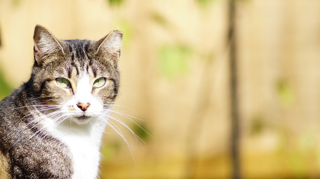 Swirls, a Adoptable Domestic Short Hair in Spring, TX image 3/4