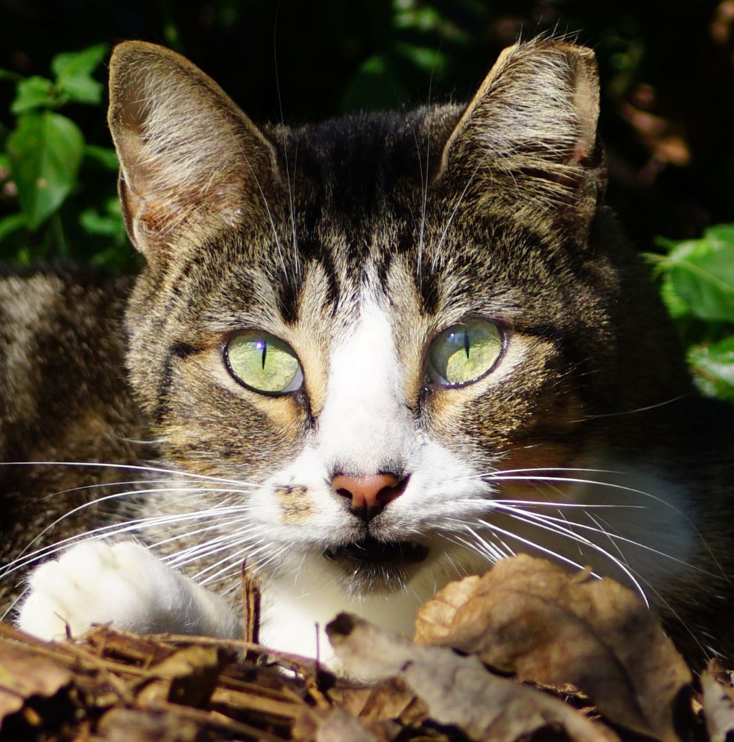 Swirls, a Adoptable Domestic Short Hair in Spring, TX image 4/4