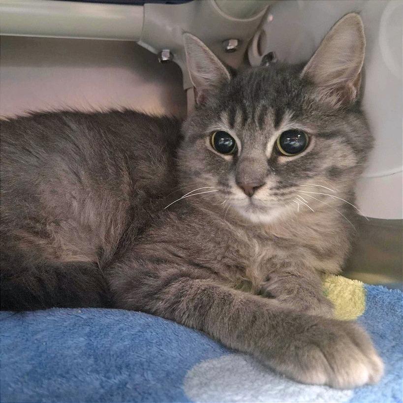 The Precioussss, Adoptable, Kitten Female Domestic Medium Hair.