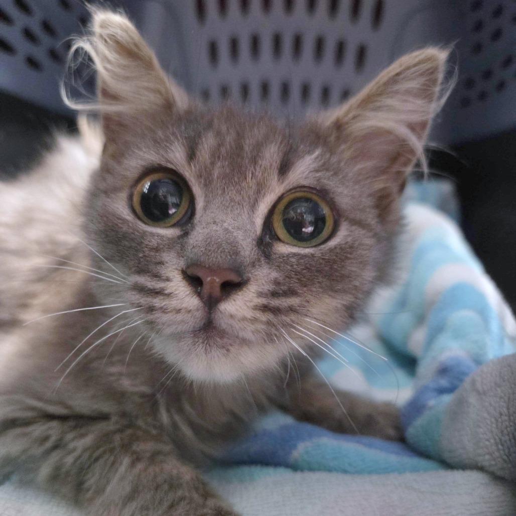 Enlarge The Precioussss, a Adoptable Domestic Medium Hair in Providence, RI image 2/3