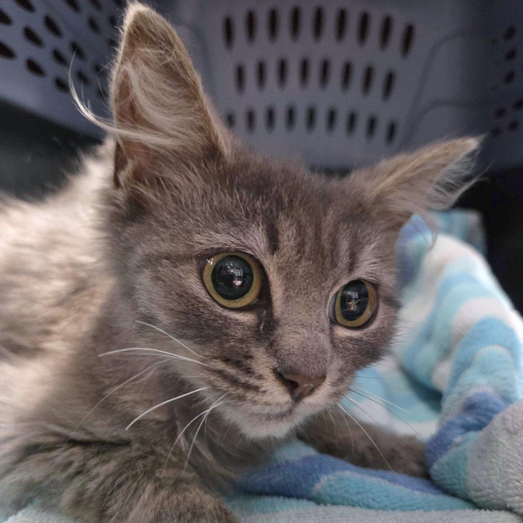 Enlarge The Precioussss, a Adoptable Domestic Medium Hair in Providence, RI image 3/3